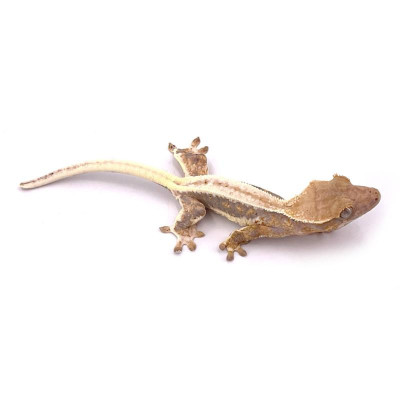 Gecko cilié Lilly White rare à vendre – Achat de Correlophus ciliatus en ligne