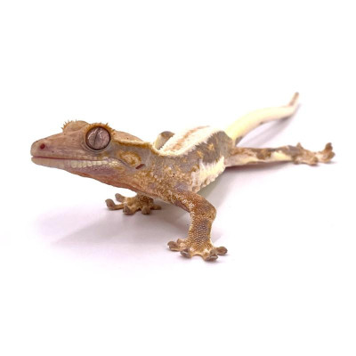 Gecko à crête Correlophus ciliatus Lilly White rare à vendre – Reptile arboricole d’exception
