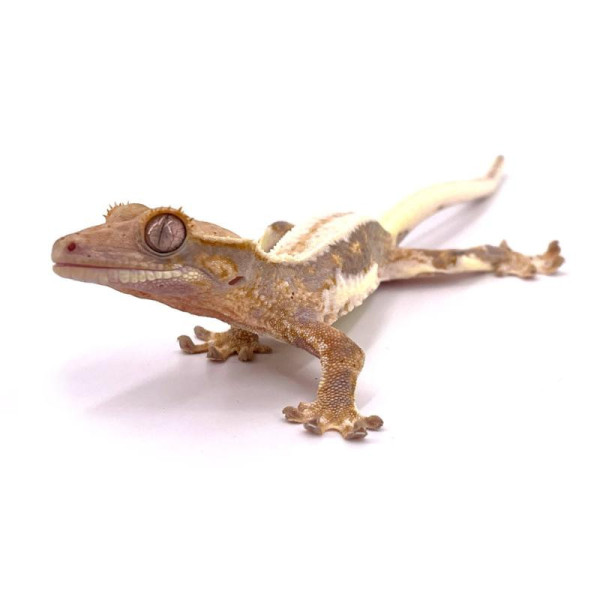 Gecko à crête – Lilly White Correlophus ciliatus non sexé