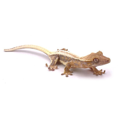 Reptile arboricole : Gecko à crête Correlophus ciliatus Lilly White à acheter