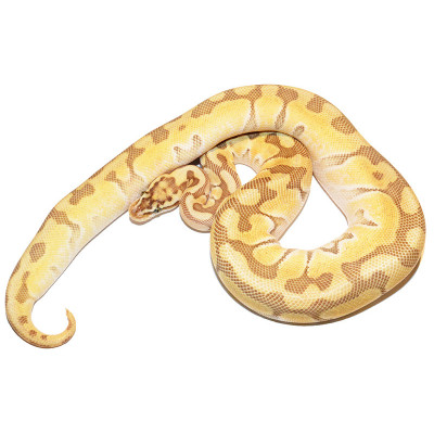 Morph rare de Python royal : Pastel Lesser Sugar Enchi het Clown – Serpent à vendre Morph rare de Python royal : Pastel Lesser Sugar Enchi het Clown – Serpent à vendre