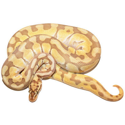 Python regius Pastel Lesser Sugar Enchi 100% het Clown – Serpent constricteur royal de morph unique Python regius Pastel Lesser Sugar Enchi 100% het Clown – Serpent constricteur royal de morph unique