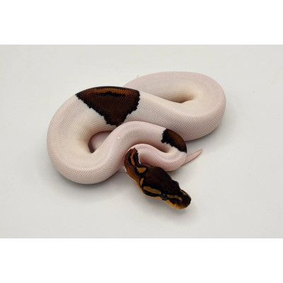Python regius Piebald à vendre en France – Mutation rare Desert Ghost du python royal Python regius Piebald à vendre en France – Mutation rare Desert Ghost du python royal