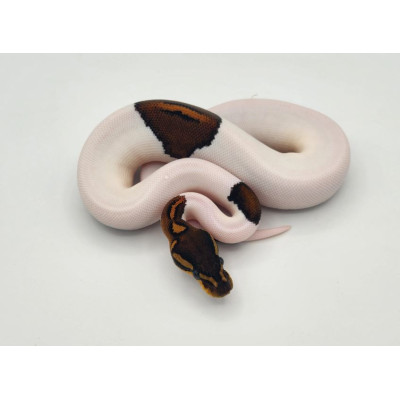 Acheter un Python royal Desert Ghost Piebald – Mutation exceptionnelle en France Acheter un Python royal Desert Ghost Piebald – Mutation exceptionnelle en France
