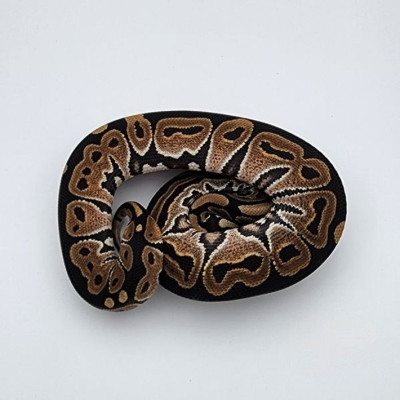 Python royal Special het Piebald à vendre – Python regius rare et captivant