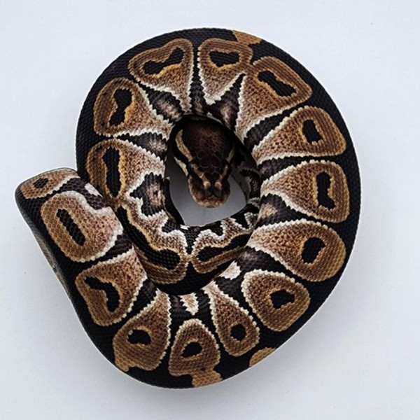 Python regius femelle - Special 100% het Piebald
