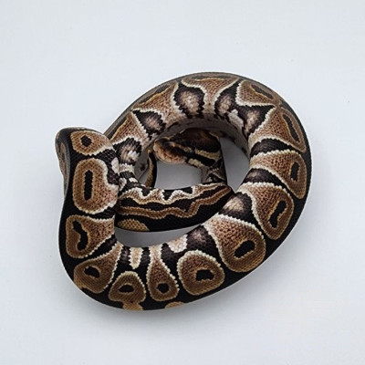 Serpent constricteur Python regius femelle – Morph Special het Piebald