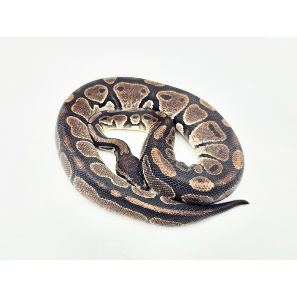 Python regius mâle Axanthic TSK 100% het Piebald 50% poss het Desert Ghost