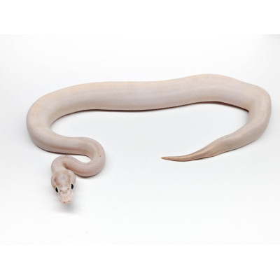 Python regius Ivory – Morph unique de python royal à vendre Python regius Ivory – Morph unique de python royal à vendre