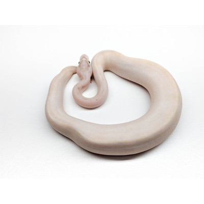 Python regius Pastel Ivory – Serpent constricteur rare et élégant Python regius Pastel Ivory – Serpent constricteur rare et élégant