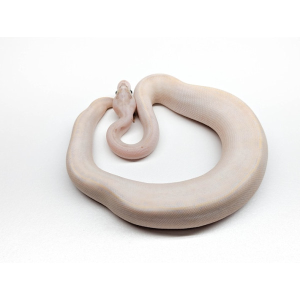 Python regius Mâle - Pastel Ivory