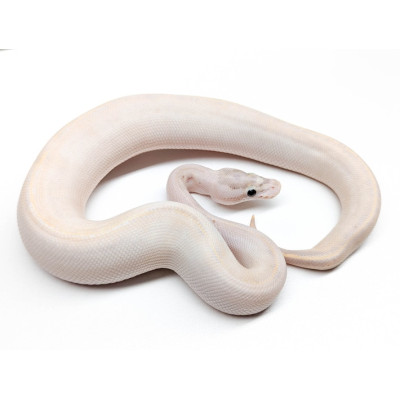 Python regius Pastel – Serpent constricteur docile et coloré Python regius Pastel – Serpent constricteur docile et coloré