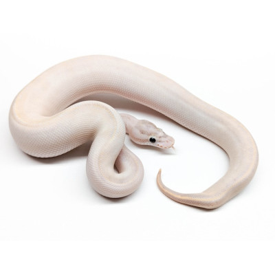 Achat Python royal Pastel Ivory – Reptile captivant pour terrarium Achat Python royal Pastel Ivory – Reptile captivant pour terrarium