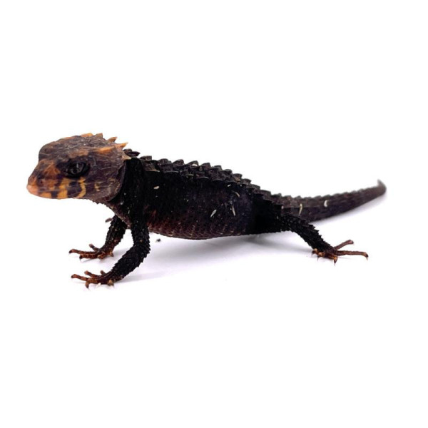 Tribolonotus gracilis – Scinque crocodile aux yeux rouges