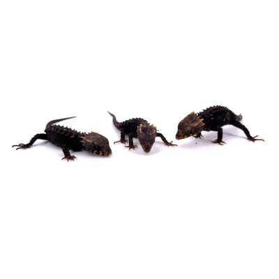 Reptile rare Tribolonotus gracilis juvénile à vendre – Scinque crocodile NC 2025