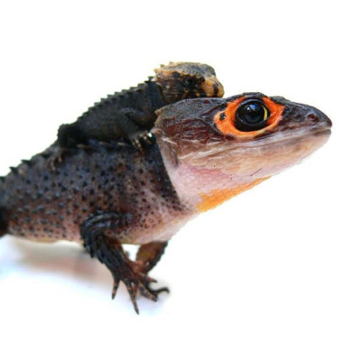 Scinque crocodile aux yeux rouges élevé en captivité – Tribolonotus gracilis