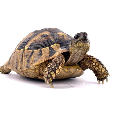 Testudo hermanni boettgeri mâle et femelle - Origine UE née en captivité Testudo hermanni boettgeri mâle et femelle - Origine UE née en captivité