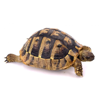 Testudo hermanni CITES Annexe B - Certificat inclus Testudo hermanni CITES Annexe B - Certificat inclus