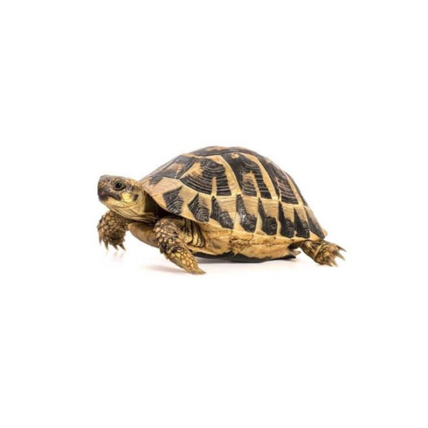 Testudo hermanni boettgeri – Tortue d’Hermann orientale juvénile 5-10 cm