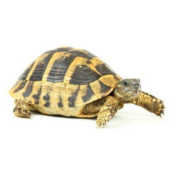 Testudo hermanni boettgeri – Tortue d’Hermann orientale (12–14 cm)