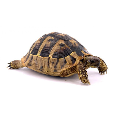 Tortue d'Hermann orientale 18-21 - Testudo hermanni boettgeri en captivité Tortue d'Hermann orientale 18-21 - Testudo hermanni boettgeri en captivité