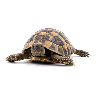 Tortue Hermann subadulte légale - Puce IFAP et CIC inclus Tortue Hermann subadulte légale - Puce IFAP et CIC inclus