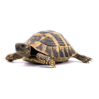 Tortue d'Hermann orientale subadulte 16cm - Testudo hermanni boettgeri certifiée Tortue d'Hermann orientale subadulte 16cm - Testudo hermanni boettgeri certifiée