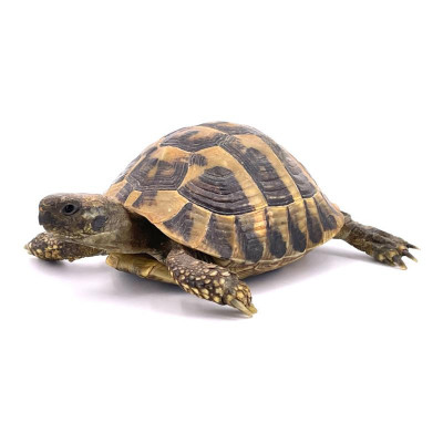 Testudo hermanni boettgeri subadulte Testudo hermanni boettgeri subadulte