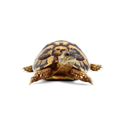 Testudo hermanni boettgeri - Tortue d'Hermann orientale 10-14 cm née en captivité à vendre