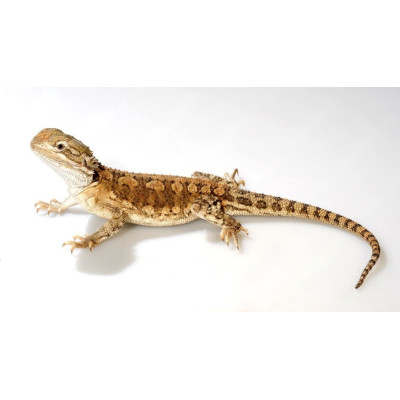 Pogona henrylawsoni juvénile - Dragon barbu nain facile à élever, reptile lézard idéal pour débutants, disponible à l'achat