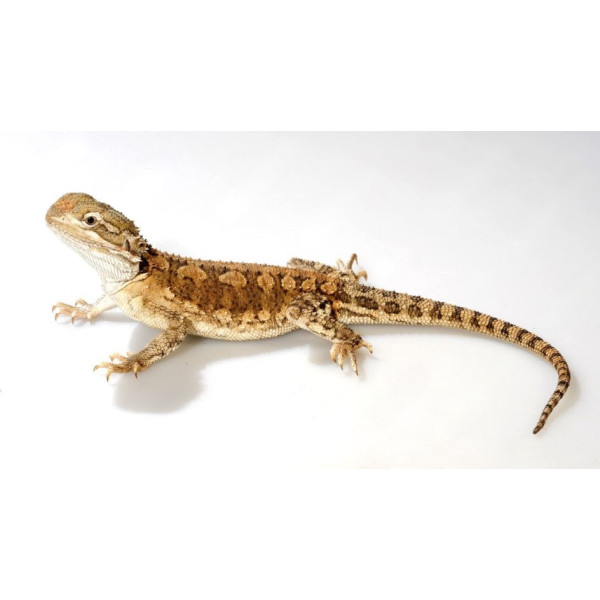 Pogona henrylawsoni – Agame barbu nain juvénile