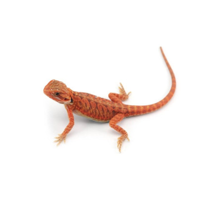 Pogona vitticeps rouge - Dragon barbu juvénile Red Hypo Translucent à vendre, reptile désertique coloré pour terrarium Pogona vitticeps rouge - Dragon barbu juvénile Red Hypo Translucent à vendre, reptile désertique coloré pour terrarium