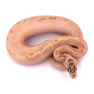 Python régius Spider highway - Serpent rare à vendre avec certificat Python régius Spider highway - Serpent rare à vendre avec certificat