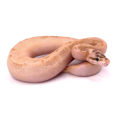 Python royal Spider highway 66% Het pied femelle - Morphologie rare élevée en captivité Python royal Spider highway 66% Het pied femelle - Morphologie rare élevée en captivité