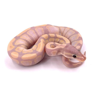 Python régius Super banana femelle - Serpent de compagnie docile Python régius Super banana femelle - Serpent de compagnie docile