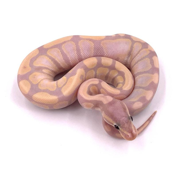 Python regius - Python royal Super banana mâle ou femelle (morph jaune)