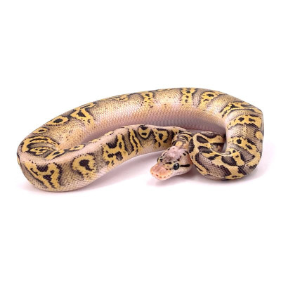 Python régius Super pastel stranger - Morph complexe et rare Python régius Super pastel stranger - Morph complexe et rare