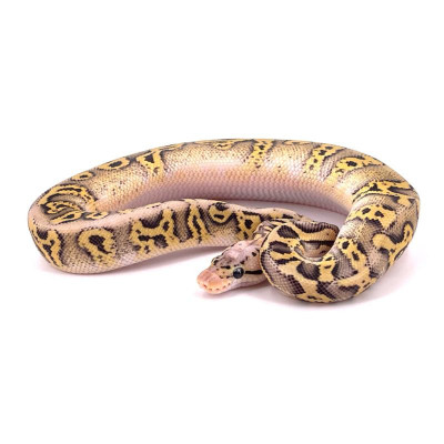 Python royal Super pastel stranger cryptic 50% het moray mâle - Morph rare élevé captivité Python royal Super pastel stranger cryptic 50% het moray mâle - Morph rare élevé captivité