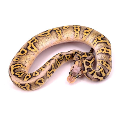 Super pastel stranger cryptic 50% het moray mâle ou femelle Super pastel stranger cryptic 50% het moray mâle ou femelle
