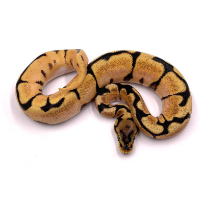 Python royal Super orange dream spider mâle ou femelle - Morph orange vibrante Python royal Super orange dream spider mâle ou femelle - Morph orange vibrante