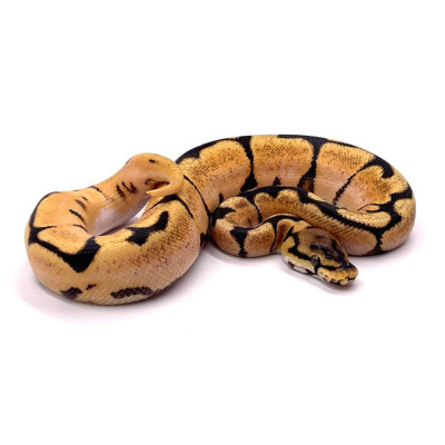 Python régius Super orange dream spider - Élevage français qualité Python régius Super orange dream spider - Élevage français qualité