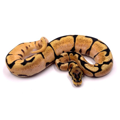 Python regius Super orange dream spider mâle ou femelle Python regius Super orange dream spider mâle ou femelle