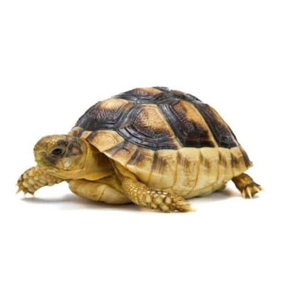 testudo marginata, tortues terrestres, tortues, tortue terrestre, Tortue bordée 4–5 cm