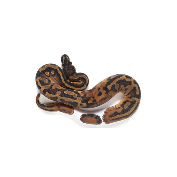 Python regius - Python royal piebald adulte (mâle ou femelle - morph rare)