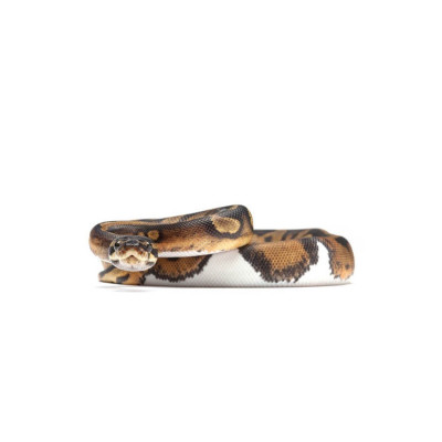 Python régius piebald adulte - Élevage français de qualité Python régius piebald adulte - Élevage français de qualité