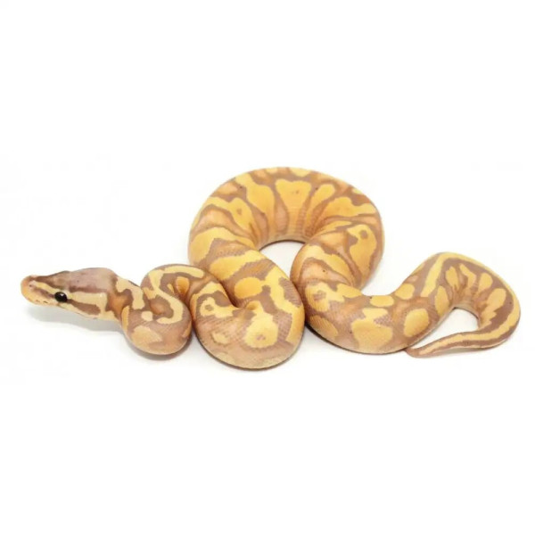 Python regius - Python royal ultramel het piebald (mâle ou femelle)