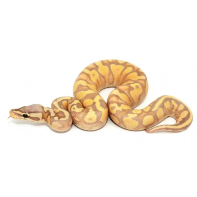 Python régius ultramel het piebald - Élevage français qualité premium Python régius ultramel het piebald - Élevage français qualité premium
