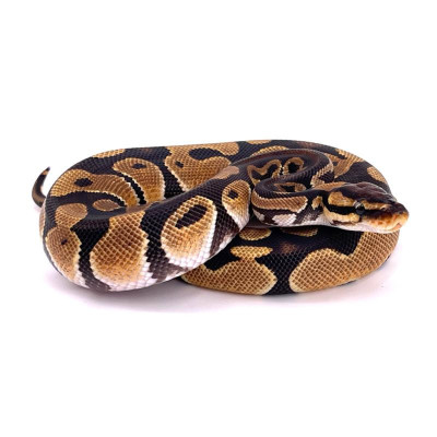 Python royal classique het piebald ultramel axanthic TSK - Combinaison génétique exclusive Python royal classique het piebald ultramel axanthic TSK - Combinaison génétique exclusive