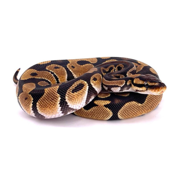 Python regius - Python royal classique het piebald ultramel axanthic TSK