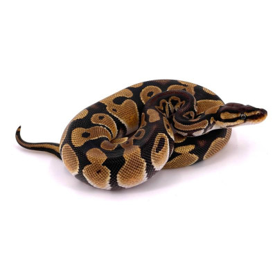 Python régius axanthic TSK - Élevage français d'exception Python régius axanthic TSK - Élevage français d'exception